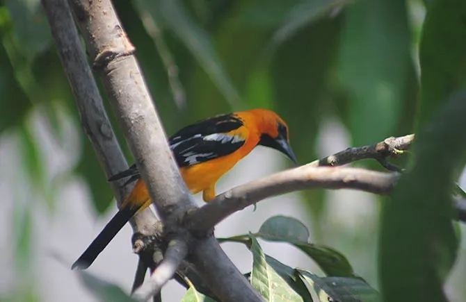 Birdwatching tour in Huatulco's tropical forest