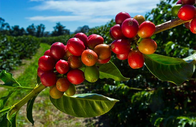 Coffee plantation tour in Pluma Hidalgo near Huatulco
