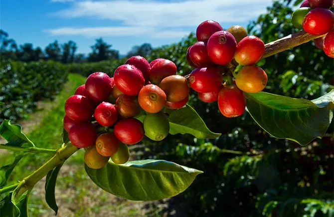 Coffee plantation in Pluma Hidalgo
